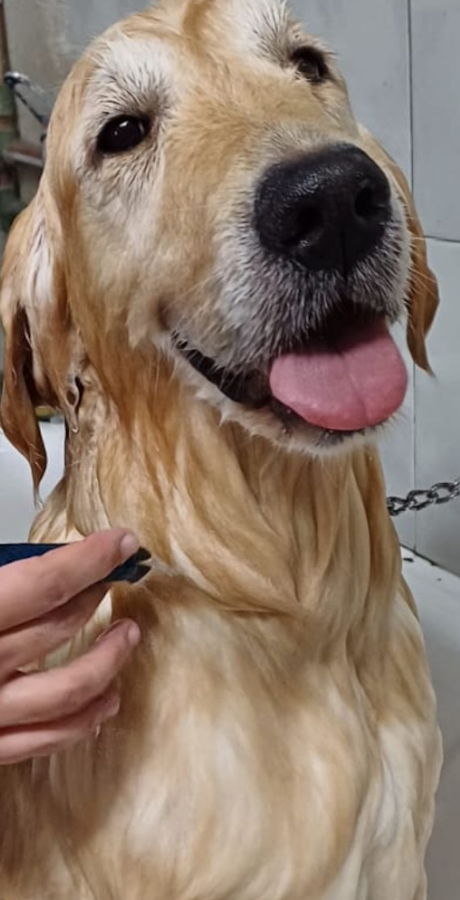 Perro atendido en la peluquería canina de Zoe Petshop