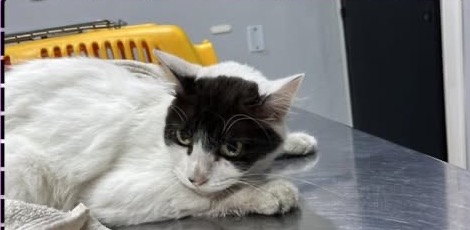 Gato atendido en la veterinaria Zoe Petshop